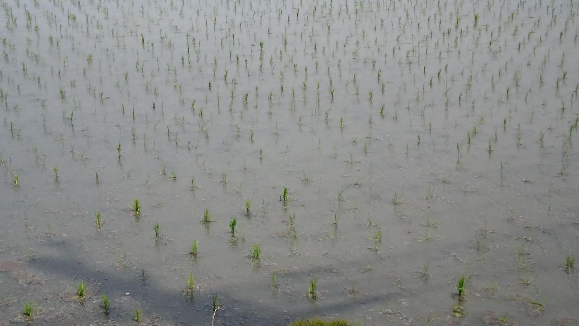 梅雨の晴れ間😊