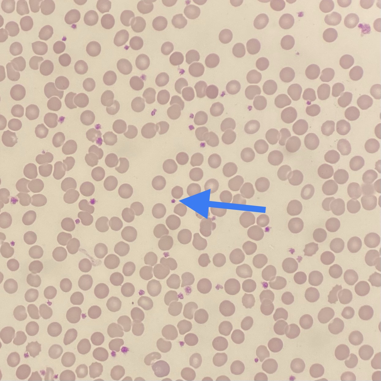 身体を守る小さな戦士たち　～Part3～